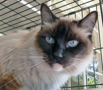 Found cat needs a home! Lost and Found