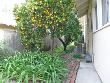 Side of house -- look how meticulously this area is maintained.  The owners are so proud of their citrus trees!