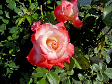 Some of the gorgeous roses that are present on his truly serene property.
