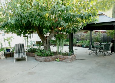 View of backyard from slider off of family room. Large shade tree and brick planter is a perfect place to lounge and read a book.