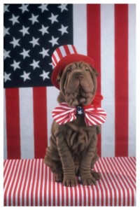 patriotic dog