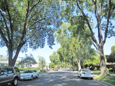 Lovely tree-lined street -- lots of shade helps reduce utility bills in the summer!